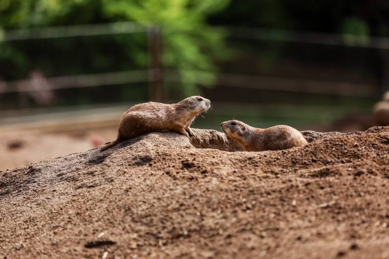 Getting Rid of Gopher Holes in Yard - Insight Pest Management™
