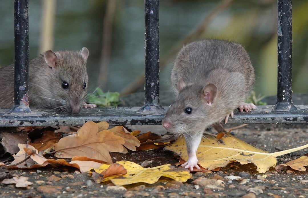 Two brown rats stepping through the railings of a fence