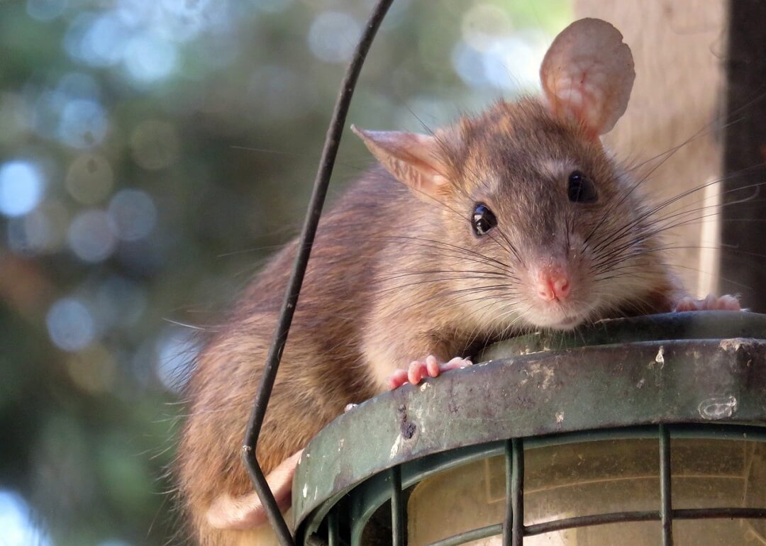 What Attracts Rats to Your House?