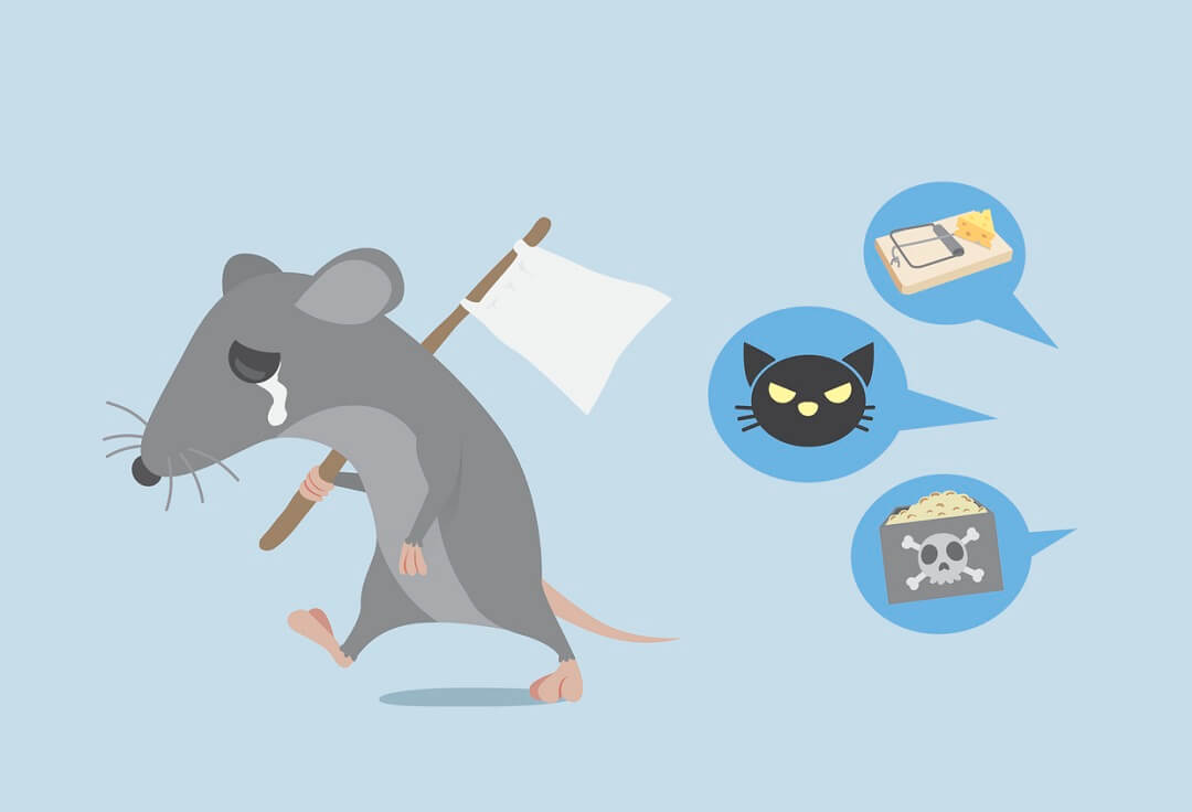 What is the Best Way to Get Rid of Rats