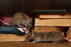 Are Rodent Repellents Effective