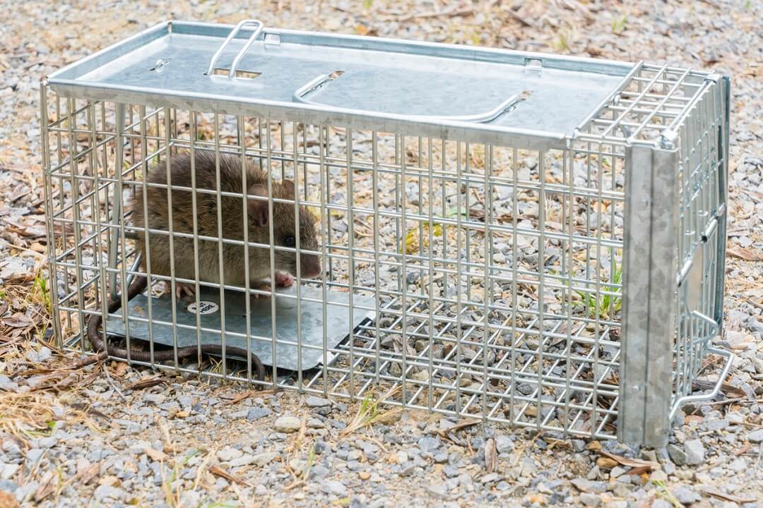 Black rat captured in cage trap