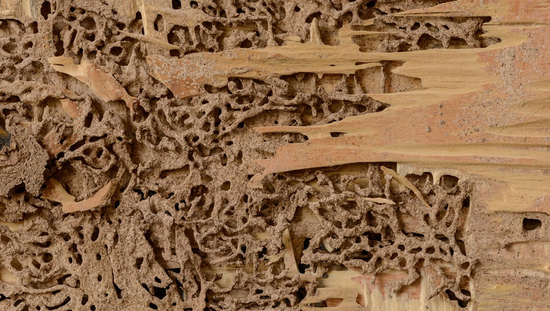 Nest termite at wooden wall
