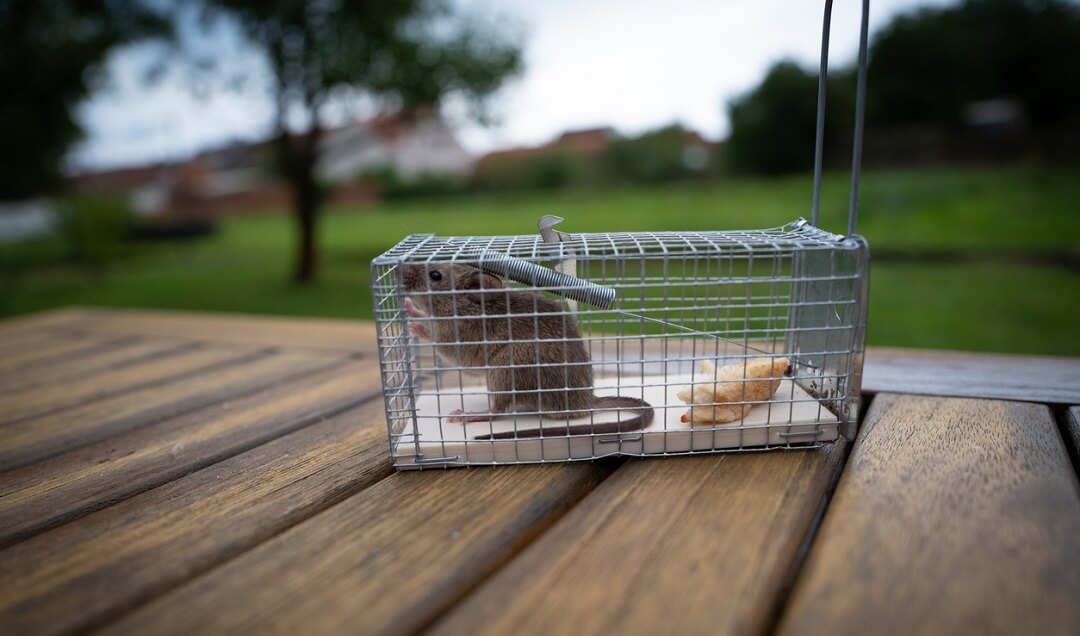 Alive mouse trapped inside a cage