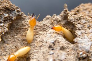 Why Are Termites Bad