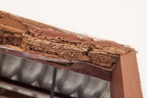 Wood Rot vs. Termite Damage: How to Tell the Difference