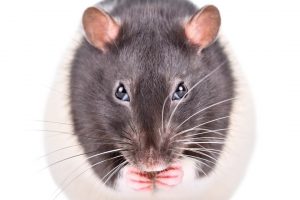 Can a Rat Chew Through Concrete