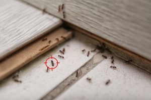 How to Get Rid of Ants in California
