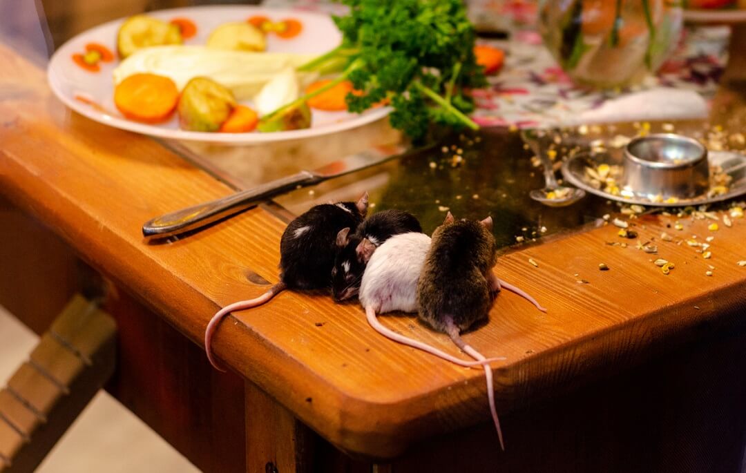 Mice on the kitchen table