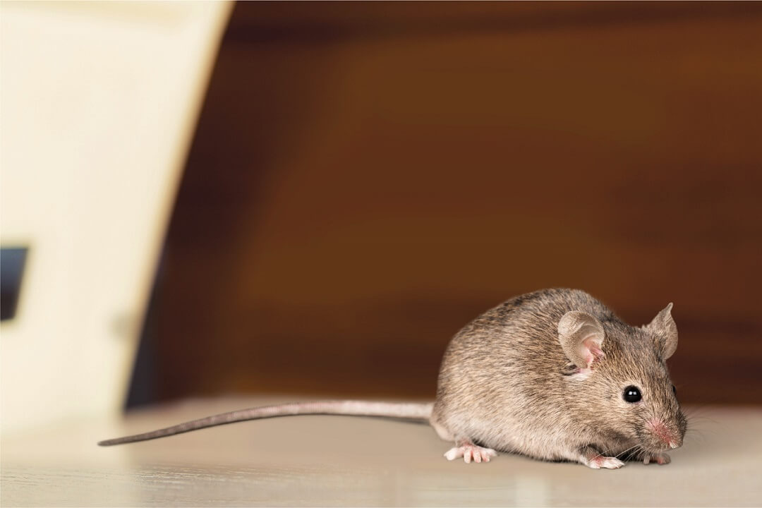 Why Are Mice Bad?