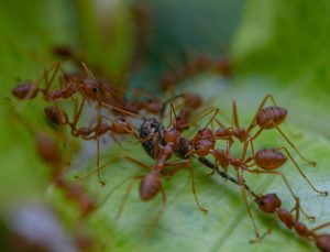 Fire Ant-Insight Pest Management