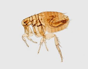 Flea Infestation at a Ventura County School