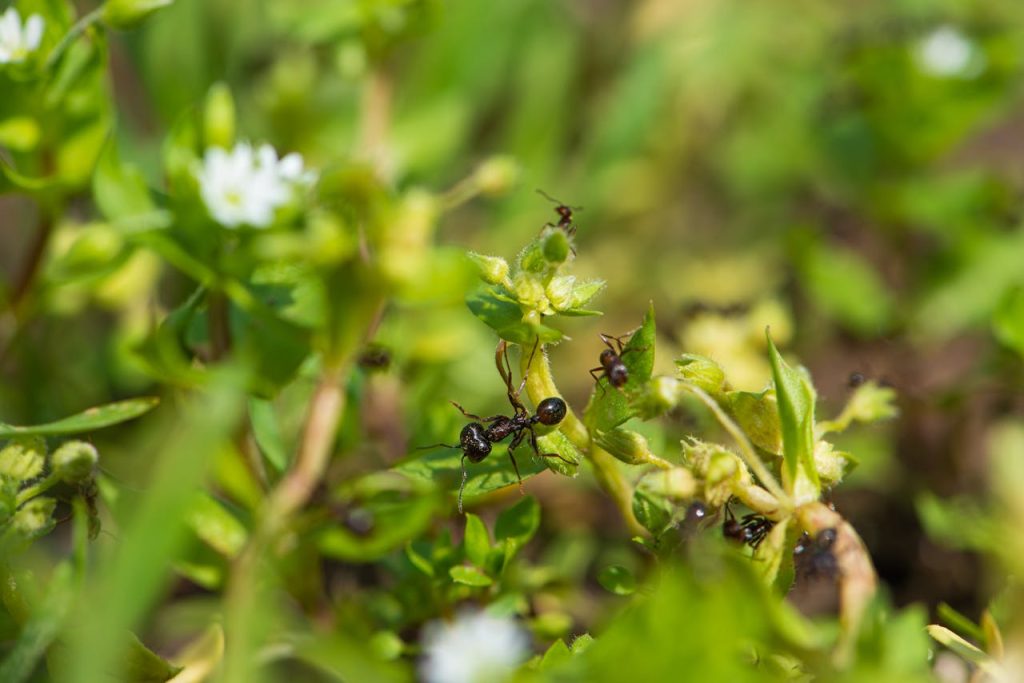 How to keep your garden ant-free?