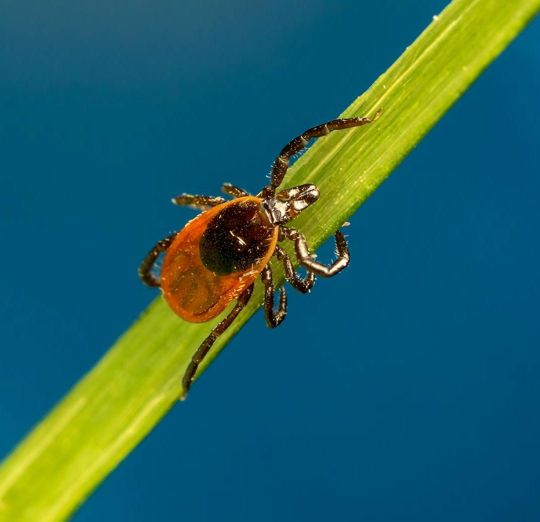 Tick Species of Southern California That May Spread Disease