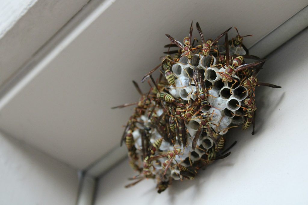 Keep wasps away from your home