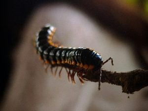 centipede species