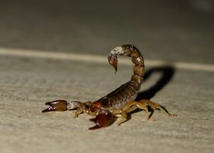 scorpion infestation