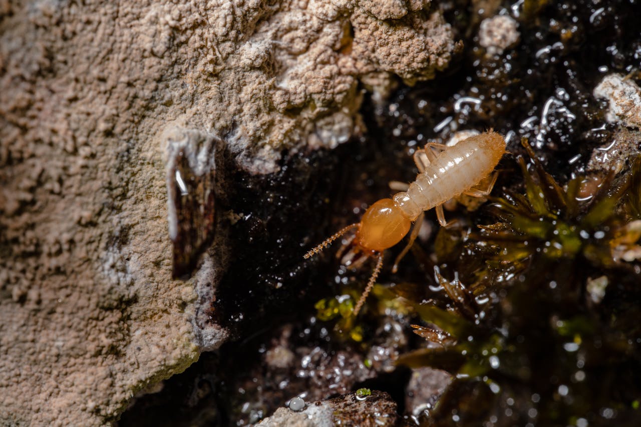 termite infestation