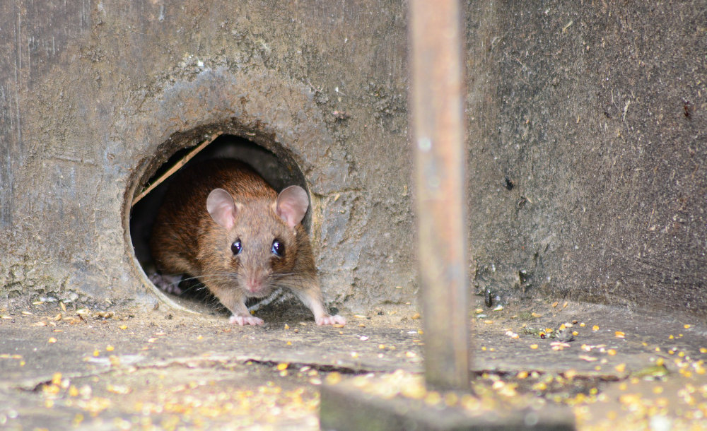 A rat in a gutter pipe.