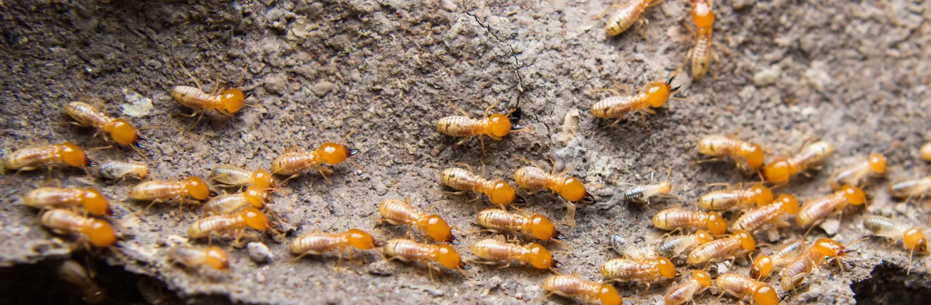 termite control