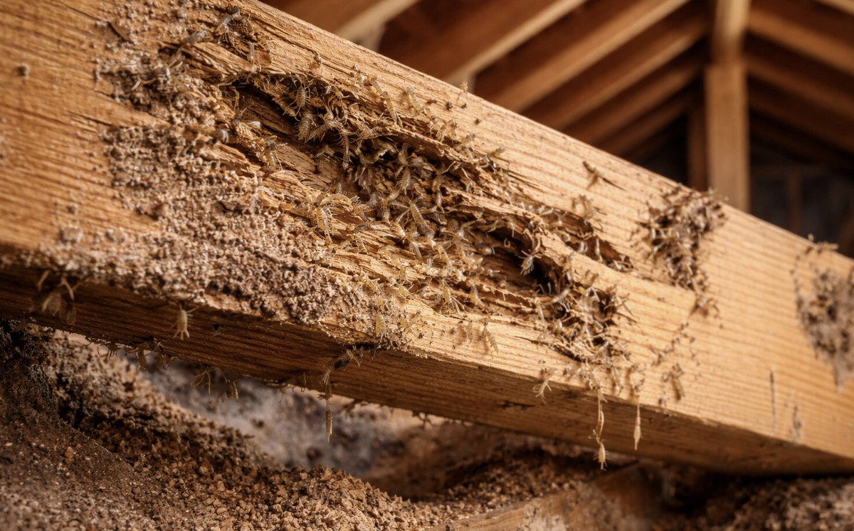 Close-up of a wooden beam severely damaged by termites, with visible tunnels, crumbling wood, and numerous termites crawling along the surface inside a building structure.
