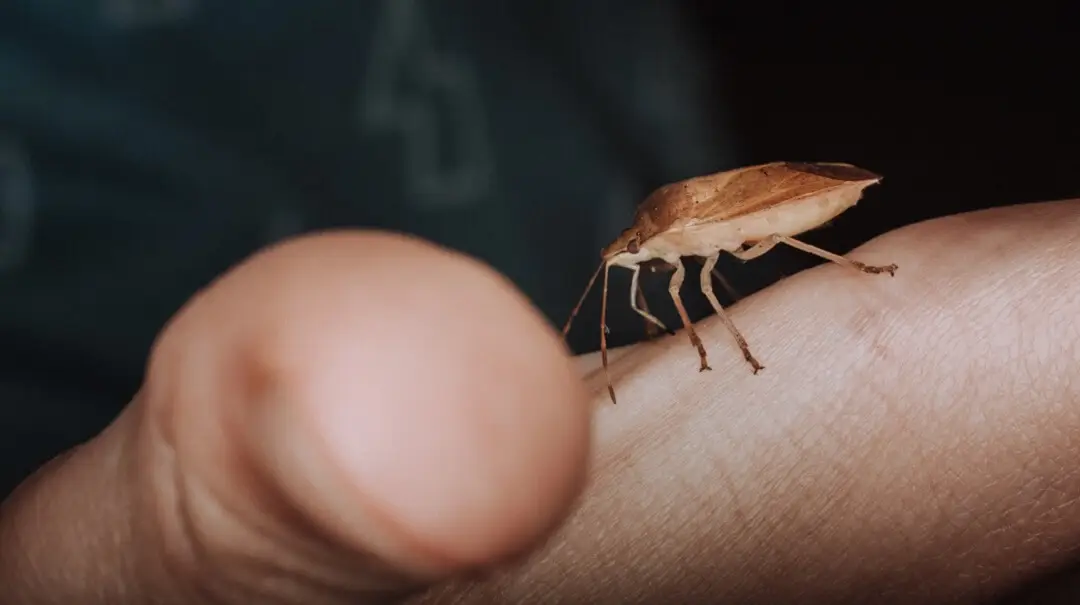 Bugs found at home: Stink Bug