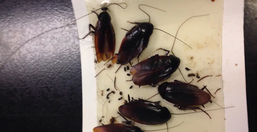 Roaches on glueboard