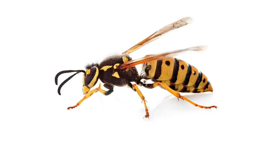 Type of yellowjacket: Vespula germanica