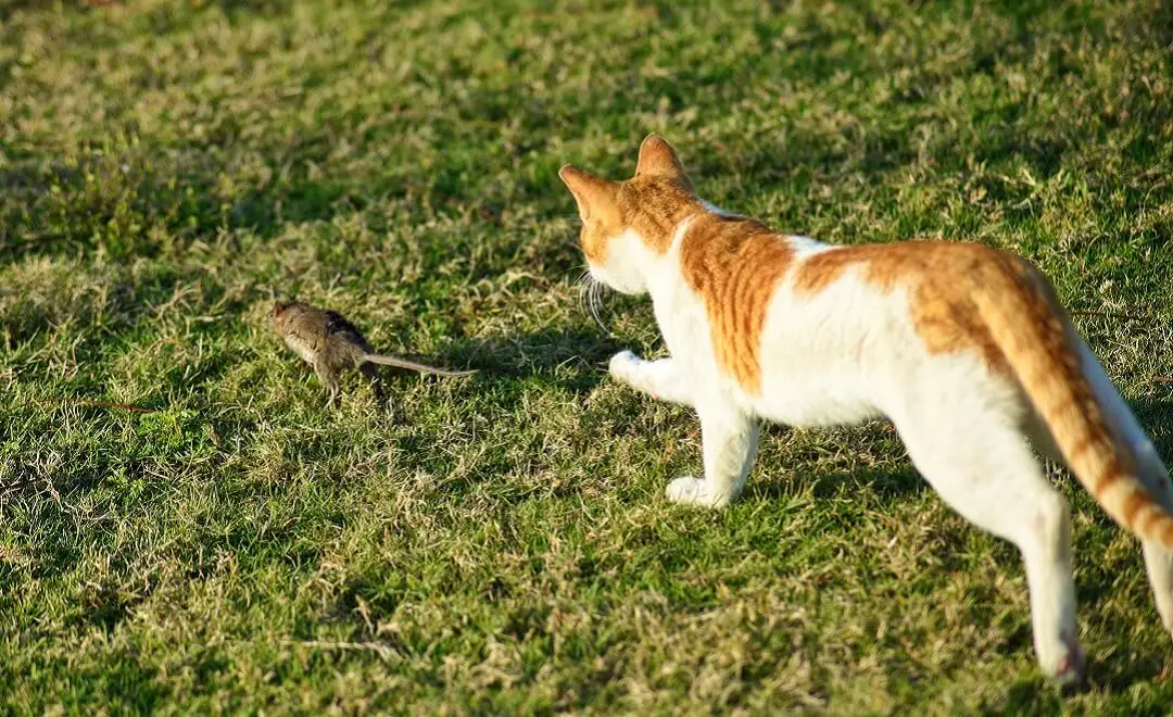 Gato persiguiendo a un ratón en el jardín