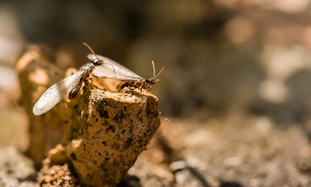 Individual winged termites on a piece of wood