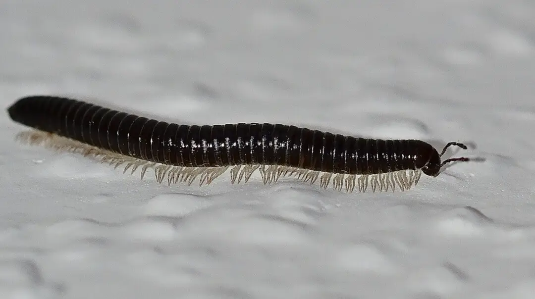 Types of Centipedes in Southern California