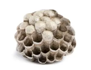 Nido de chaqueta amarilla